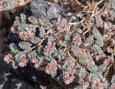 Dalea mollissima, photographed by Tim Messick