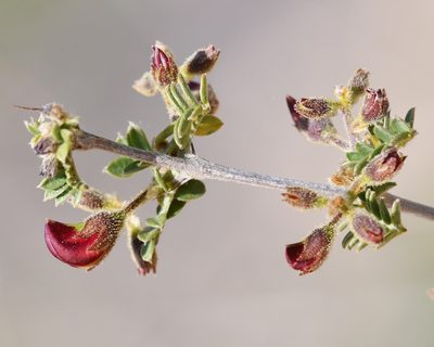 Coursetia glandulosa, photographed by Roger Rittmaster