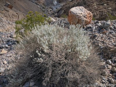 Salvia funerea, photographed by Tim Messick