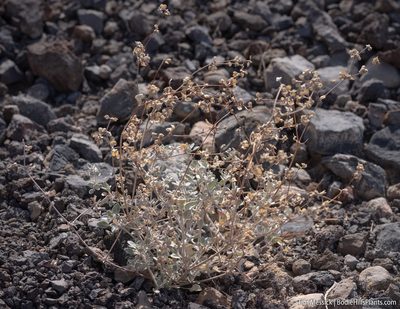 Tidestromia suffruticosa, photographed by Tim Messick