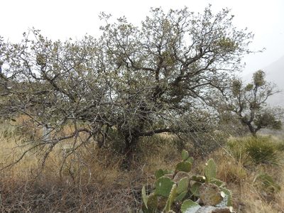 Quercus grisea, photographed by Rachel Stringham