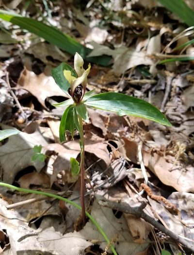 Trillium lancifolium, photographed by Daniel McClosky
