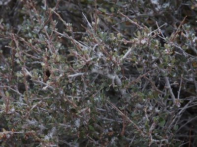 Cercocarpus breviflorus, photographed by Rachel Stringham