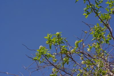 Ehretia anacua, photographed by Michelle W. （鍾偉瑋）
