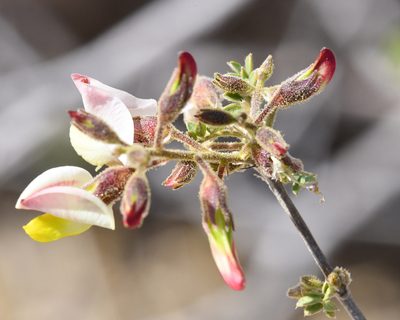 Coursetia glandulosa, photographed by Roger Rittmaster
