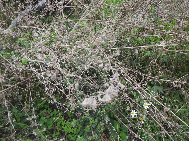 Mesosphaerum suaveolens, photographed by Yi-fan翊凡