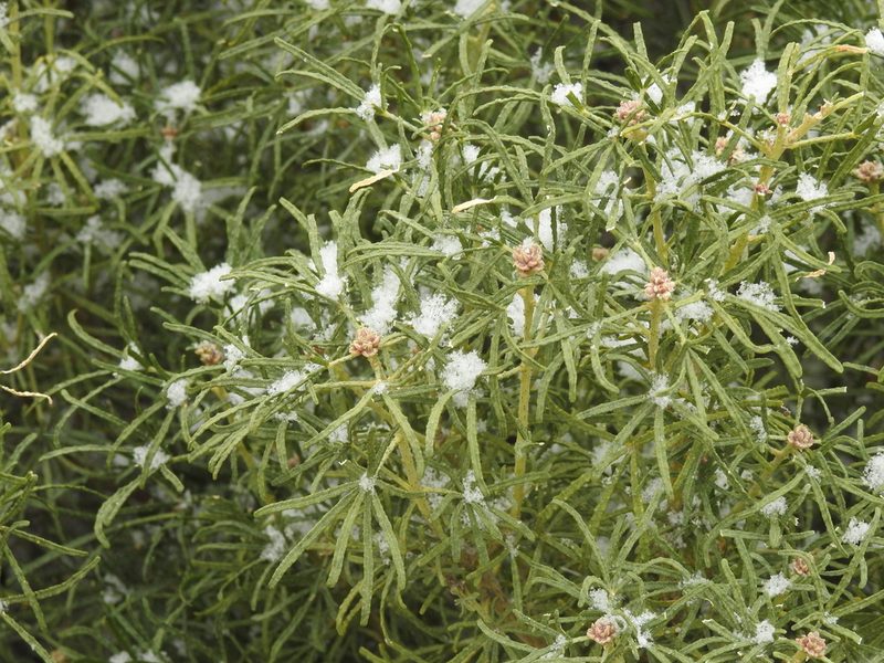 Choisya dumosa, photographed by Rachel Stringham