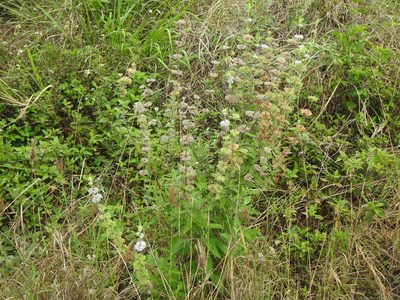 Caryopteris incana, photographed by Yi-fan翊凡