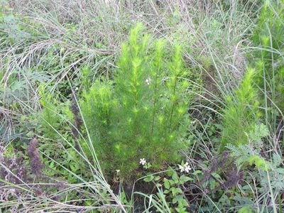 Artemisia capillaris, photographed by Yi-fan翊凡