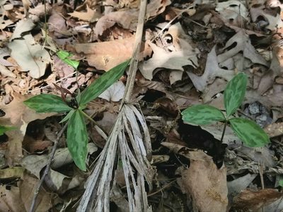 Trillium lancifolium, photographed by Daniel McClosky