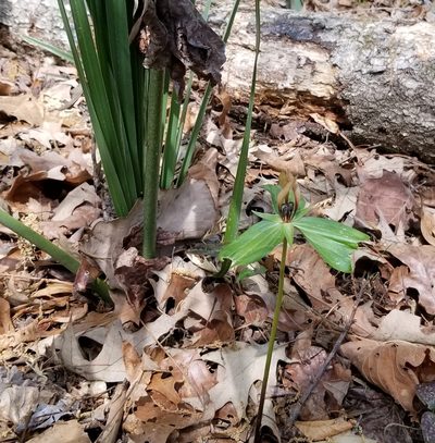 Trillium lancifolium, photographed by Daniel McClosky