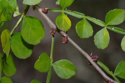 Zanthoxylum fagara, photographed by Michelle W. （鍾偉瑋）