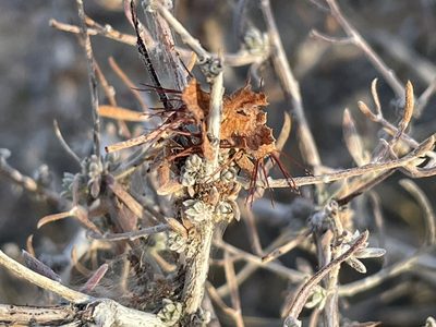 Krameria erecta, photographed by Bobby McCabe
