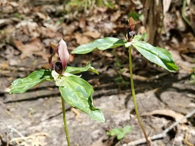 Trillium lancifolium, photographed by Daniel McClosky