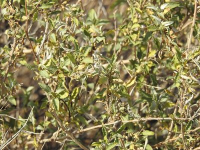Ambrosia deltoidea, photographed by Rachel Stringham