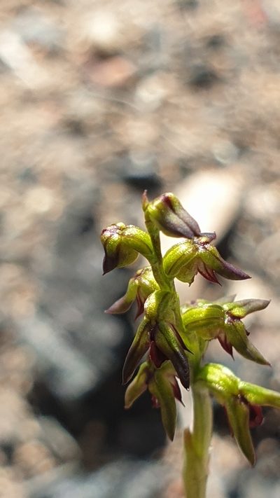 Genoplesium rufum, photographed by Rosalie Lawrence