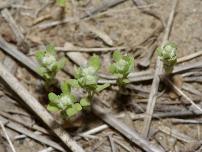 Diaperia verna, photographed by Michelle W. （鍾偉瑋）