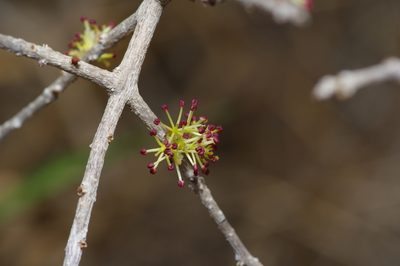 Forestiera angustifolia, photographed by Michelle W. （鍾偉瑋）