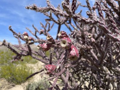 Cylindropuntia thurberi, photographed by Roger Rittmaster
