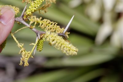 Vachellia rigidula, photographed by Michelle W. （鍾偉瑋）