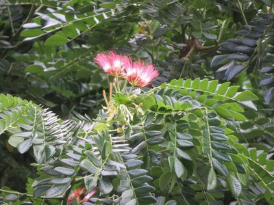 Samanea saman, photographed by Marco Mussita