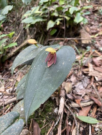 Pleurothallis adonis, photographed by julianazuluaga-carrero