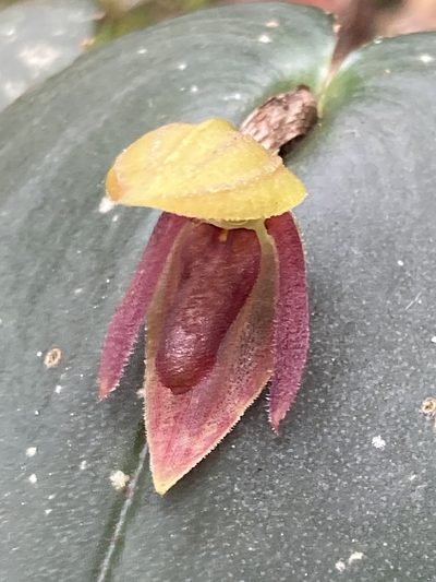 Pleurothallis adonis, photographed by julianazuluaga-carrero