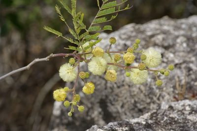 Senegalia berlandieri, photographed by Michelle W. （鍾偉瑋）