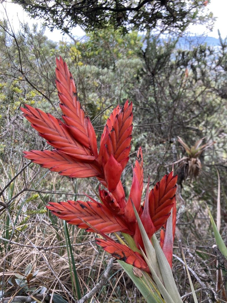 Tillandsia restrepoana, photographed by julianazuluaga-carrero