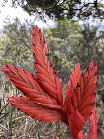 Tillandsia restrepoana, photographed by julianazuluaga-carrero