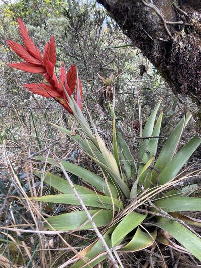 Tillandsia restrepoana, photographed by julianazuluaga-carrero