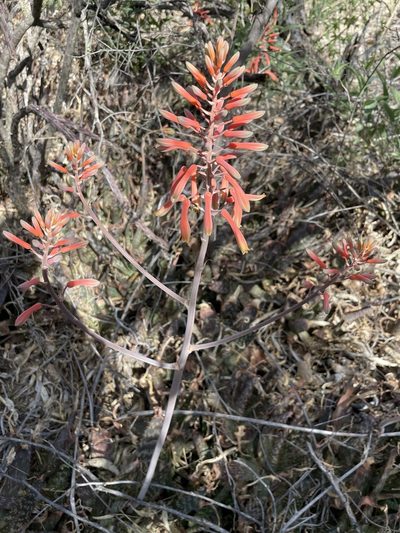 Aloe grandidentata, photographed by Roger Rittmaster