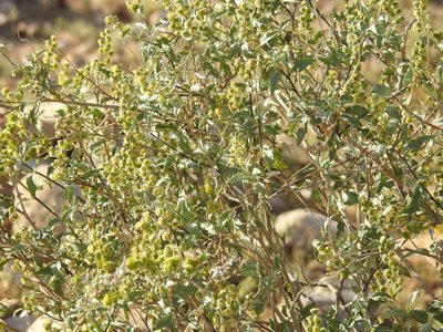 Ambrosia deltoidea, photographed by Rachel Stringham