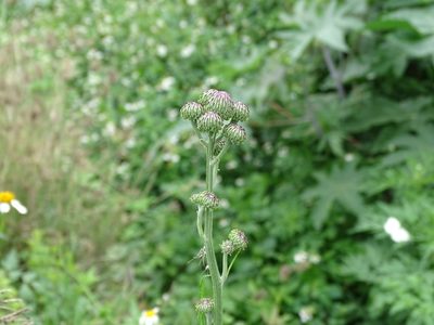 Saussurea lyrata, photographed by 雲一百香果