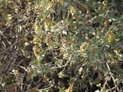 Ambrosia deltoidea, photographed by Rachel Stringham