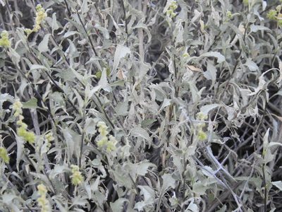 Ambrosia deltoidea, photographed by Rachel Stringham