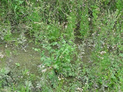 Nicotiana plumbaginifolia, photographed by 雲一百香果