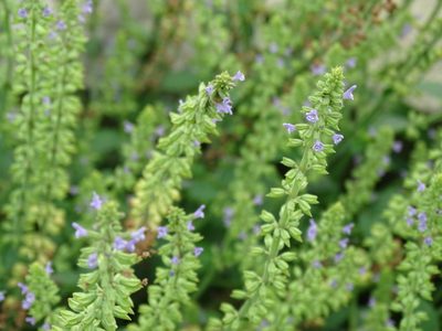 Salvia plebeia, photographed by 雲一百香果