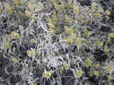 Ambrosia deltoidea, photographed by Rachel Stringham
