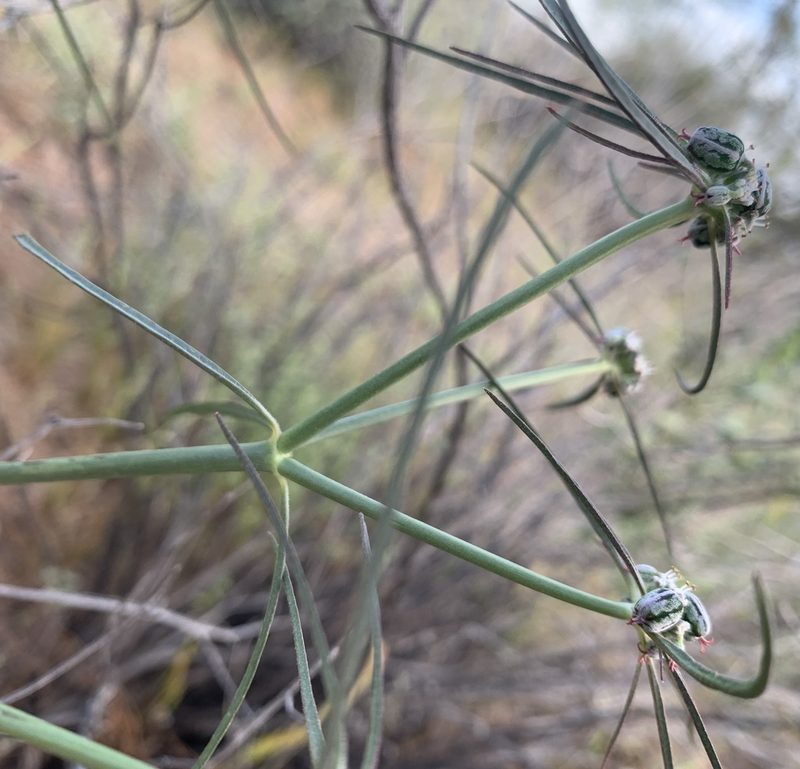 Euphorbia eriantha, photographed by mark-groeneveld