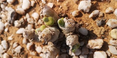 Mesembryanthemum digitatum, photographed by leandra-k_89