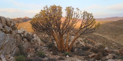 Aloidendron dichotomum, photographed by leandra-k_89