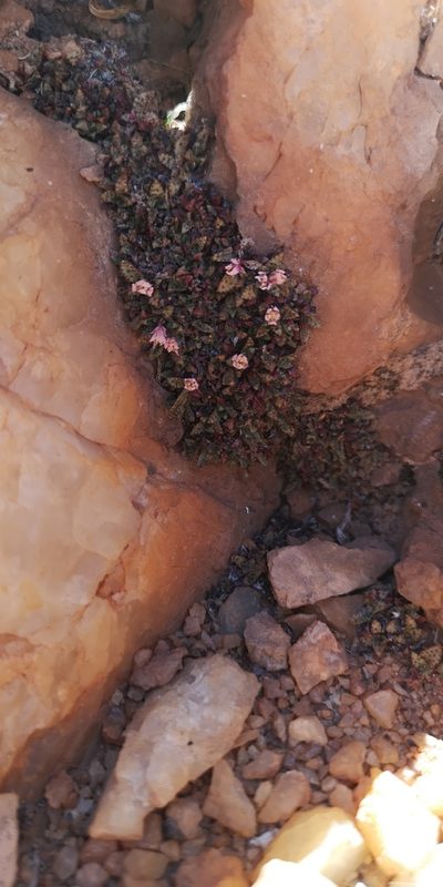 Crassula exilis, photographed by leandra-k_89