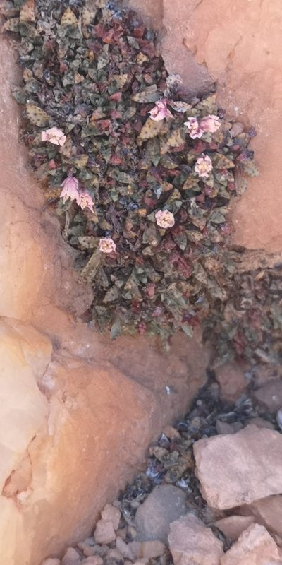 Crassula exilis, photographed by leandra-k_89