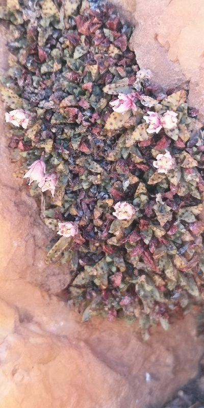 Crassula exilis, photographed by leandra-k_89