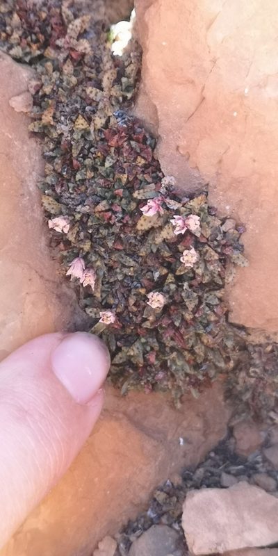 Crassula exilis, photographed by leandra-k_89
