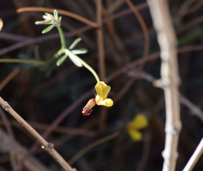 Acmispon rigidus, photographed by velodrome