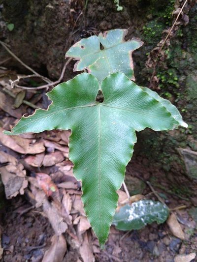 Asplenium hemionitis, photographed by Christina s.l.