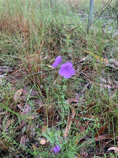 Prostanthera howelliae, photographed by Guy Taseski