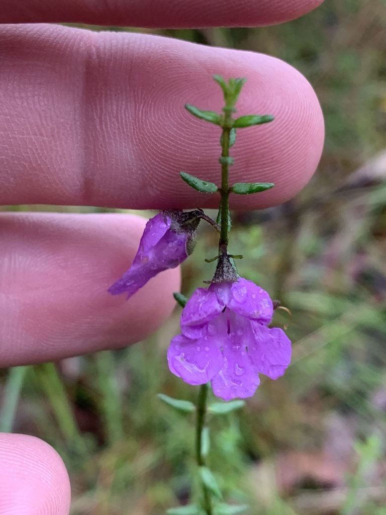 Prostanthera howelliae, photographed by Guy Taseski